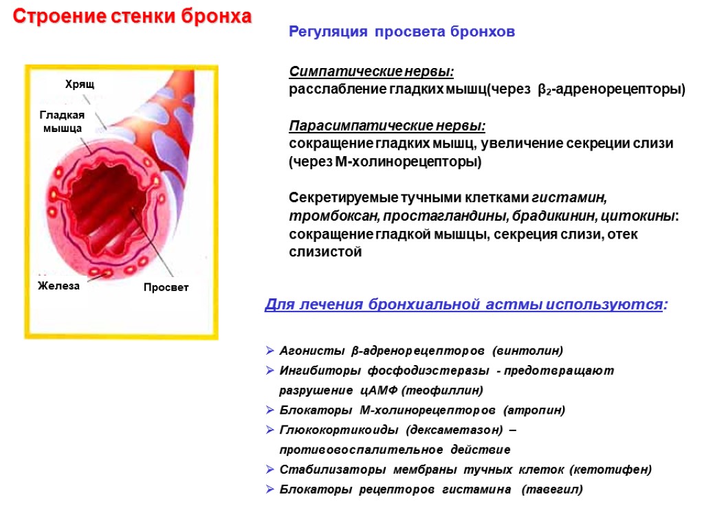 Регуляция просвета бронхов Симпатические нервы: расслабление гладких мышц(через β2-адренорецепторы) Парасимпатические нервы: сокращение гладких мышц,